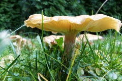 Grzyb ogrodniczy.