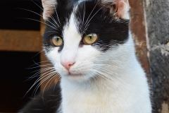 Portret kota.